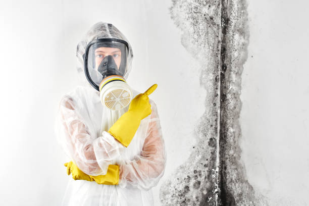 Best Attic Mold Removal in Athens, OH